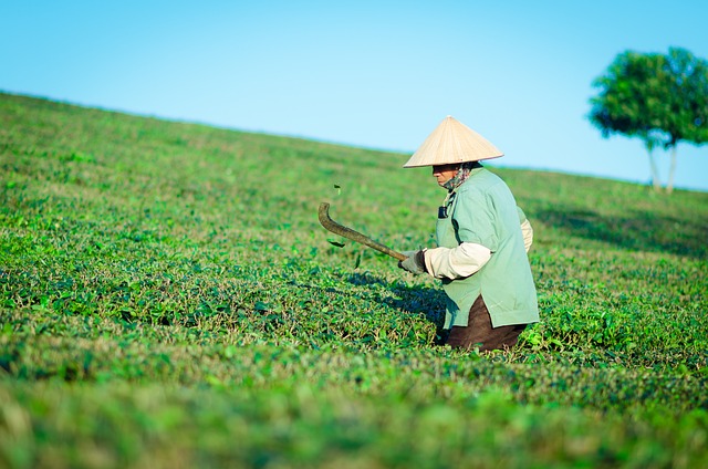 Nejznámější japonské čaje a oblasti pěstování čaje