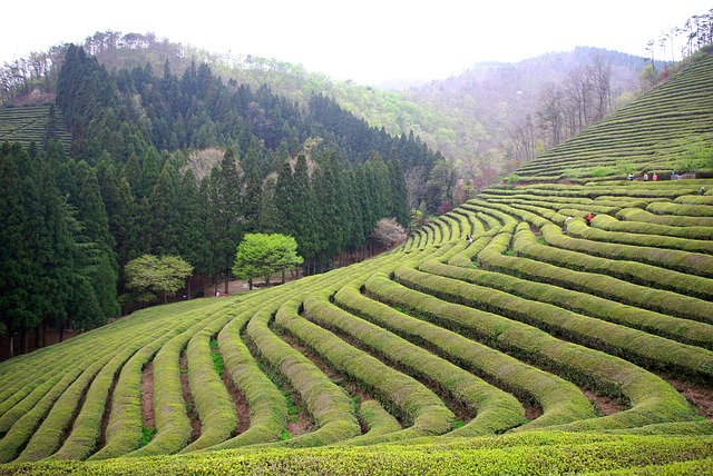 Čínské čajové plantáže